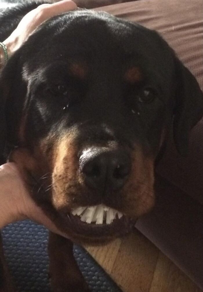 59 Adorable Animals Being Thieves 59 Adorable Animals Being Thieves