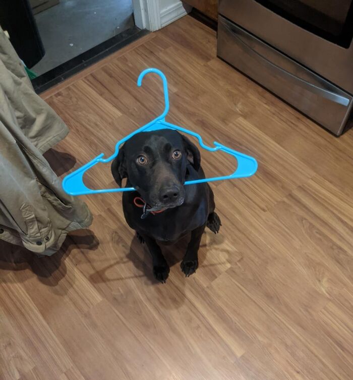 59 Adorable Animals Being Thieves 59 Adorable Animals Being Thieves