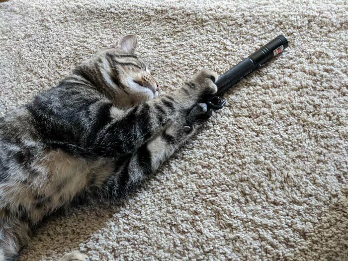 59 Adorable Animals Being Thieves 59 Adorable Animals Being Thieves