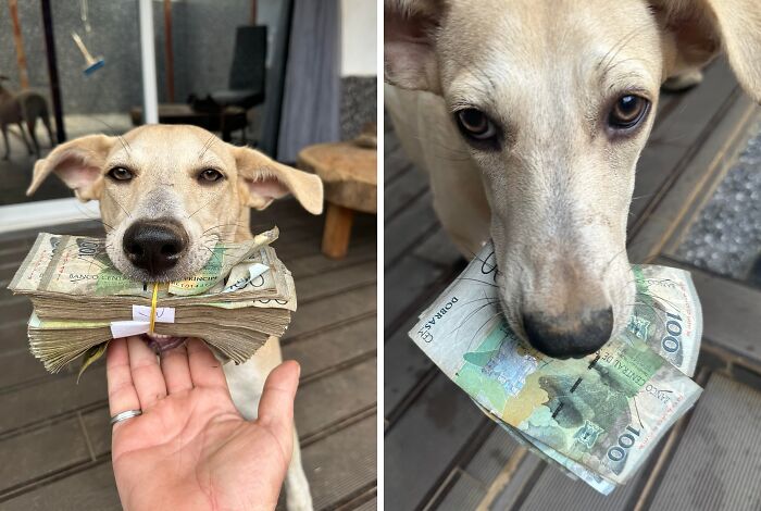59 Adorable Animals Being Thieves 59 Adorable Animals Being Thieves