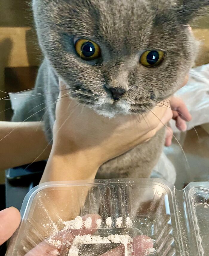 59 Adorable Animals Being Thieves 59 Adorable Animals Being Thieves