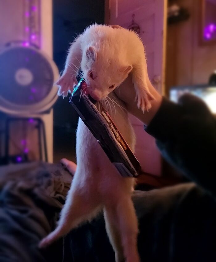 59 Adorable Animals Being Thieves 59 Adorable Animals Being Thieves