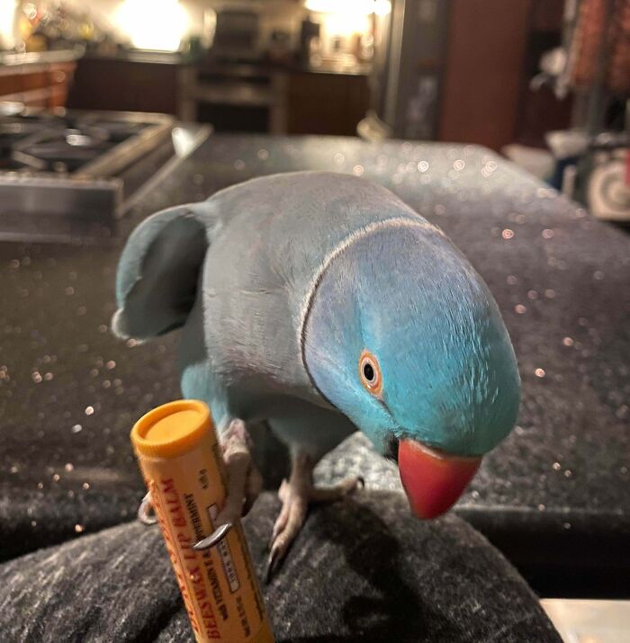 59 Adorable Animals Being Thieves 59 Adorable Animals Being Thieves