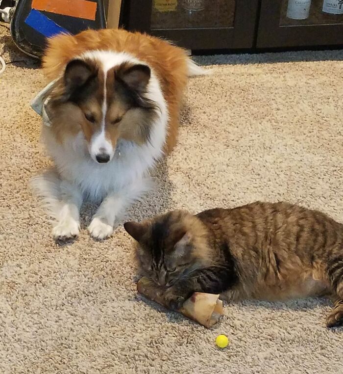 59 Adorable Animals Being Thieves 59 Adorable Animals Being Thieves