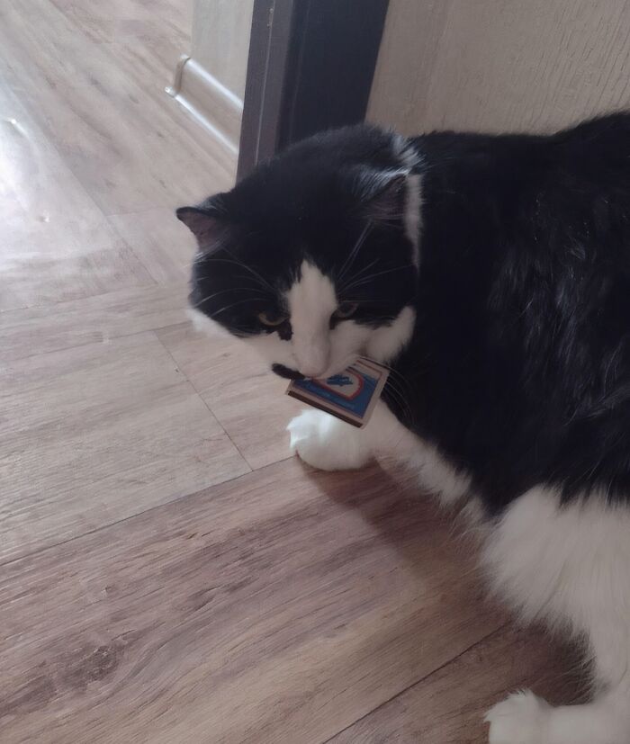 59 Adorable Animals Being Thieves 59 Adorable Animals Being Thieves