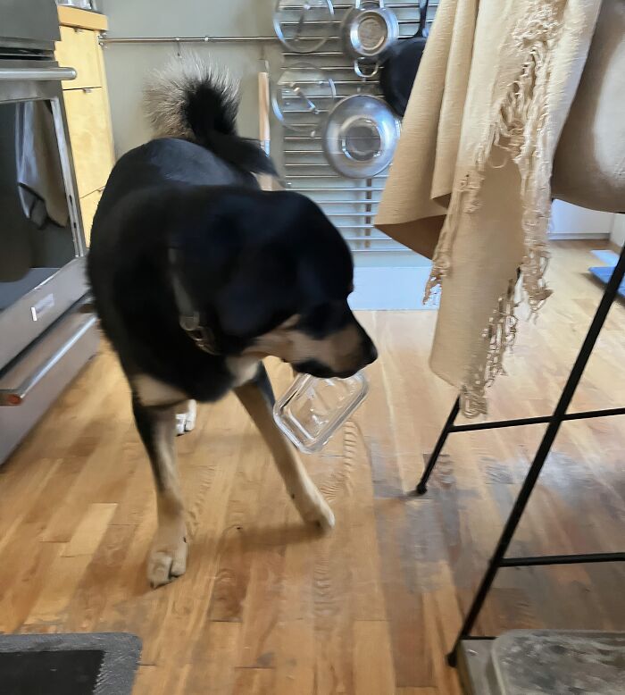 59 Adorable Animals Being Thieves 59 Adorable Animals Being Thieves