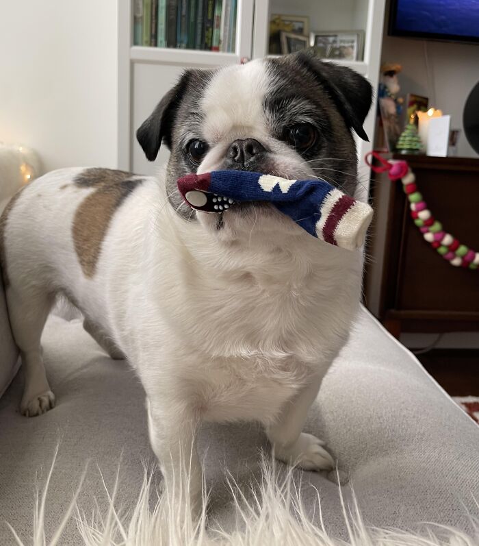 59 Adorable Animals Being Thieves 59 Adorable Animals Being Thieves