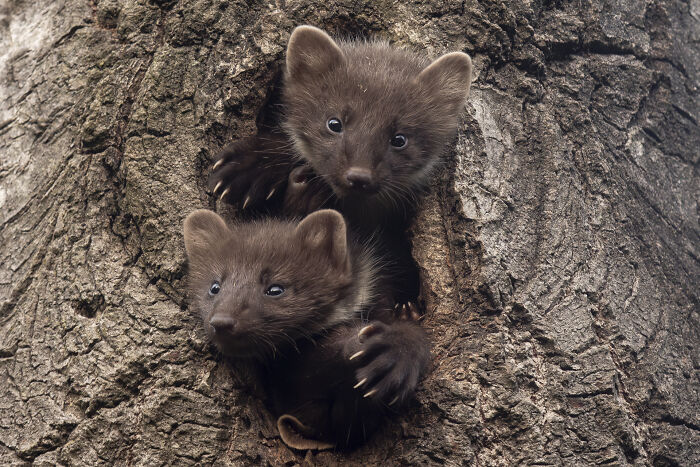 30 Breathtaking Wildlife Photos Captured By Michel d’Oultremont 30 Breathtaking Wildlife Photos Captured By Michel d’Oultremont