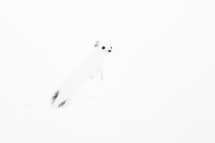 30 Breathtaking Wildlife Photos Captured By Michel d’Oultremont 30 Breathtaking Wildlife Photos Captured By Michel d’Oultremont