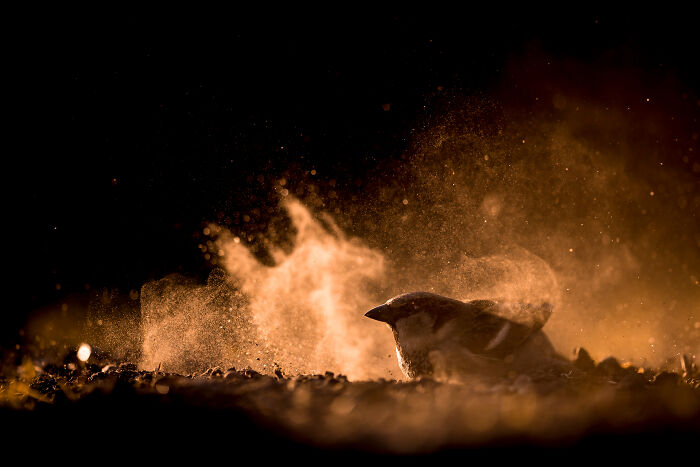 30 Breathtaking Wildlife Photos Captured By Michel d’Oultremont 30 Breathtaking Wildlife Photos Captured By Michel d’Oultremont