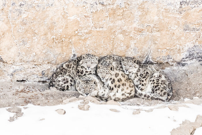 30 Breathtaking Wildlife Photos Captured By Michel d’Oultremont 30 Breathtaking Wildlife Photos Captured By Michel d’Oultremont