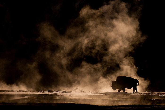 30 Breathtaking Wildlife Photos Captured By Michel d’Oultremont 30 Breathtaking Wildlife Photos Captured By Michel d’Oultremont