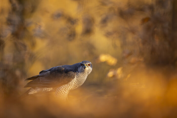 30 Breathtaking Wildlife Photos Captured By Michel d’Oultremont 30 Breathtaking Wildlife Photos Captured By Michel d’Oultremont