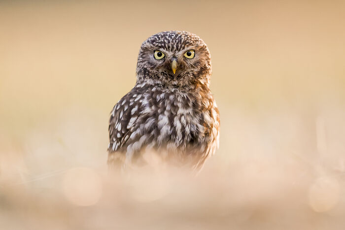 30 Breathtaking Wildlife Photos Captured By Michel d’Oultremont 30 Breathtaking Wildlife Photos Captured By Michel d’Oultremont