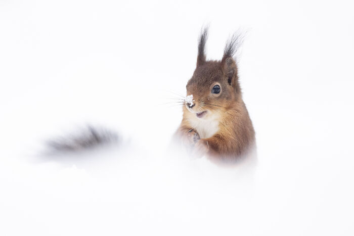 30 Breathtaking Wildlife Photos Captured By Michel d’Oultremont 30 Breathtaking Wildlife Photos Captured By Michel d’Oultremont