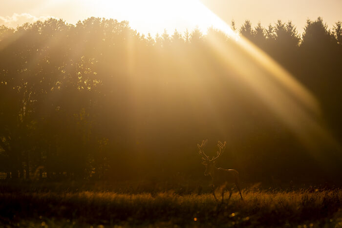 30 Breathtaking Wildlife Photos Captured By Michel d’Oultremont 30 Breathtaking Wildlife Photos Captured By Michel d’Oultremont