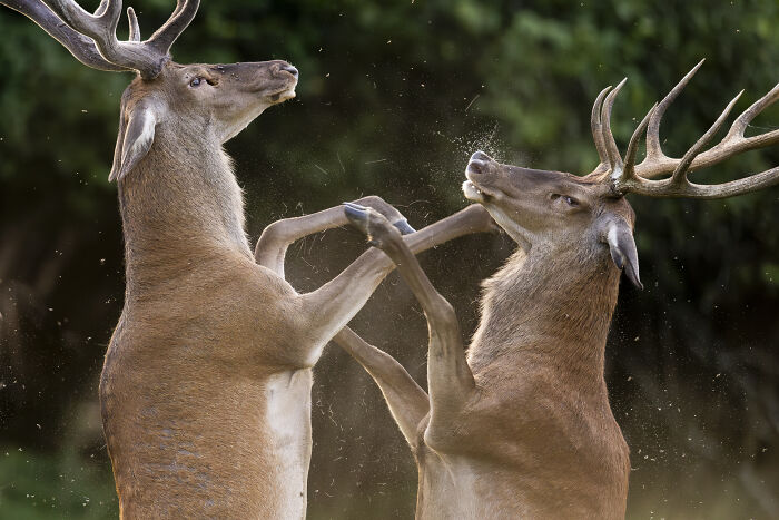 30 Breathtaking Wildlife Photos Captured By Michel d’Oultremont 30 Breathtaking Wildlife Photos Captured By Michel d’Oultremont