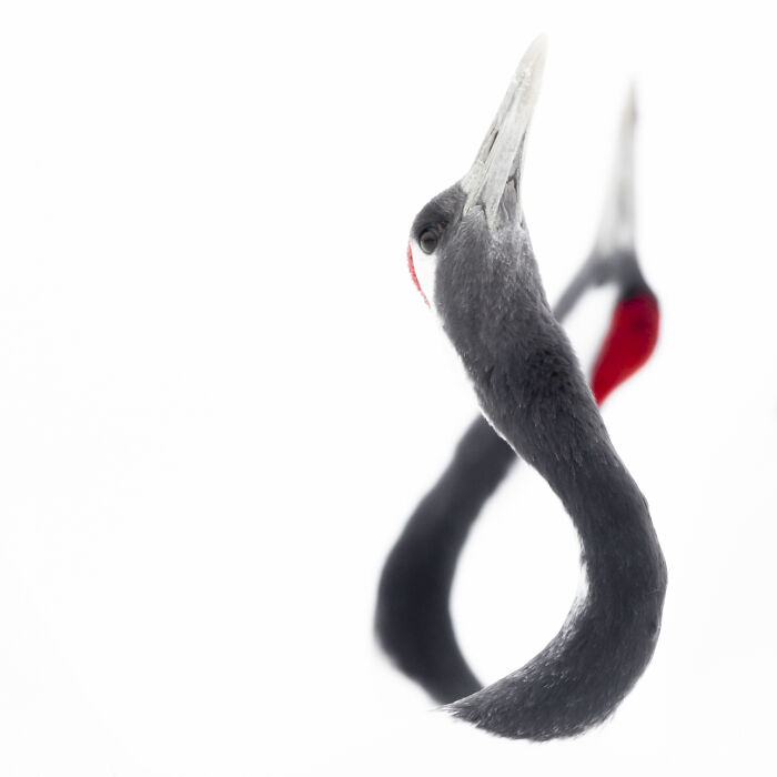 30 Breathtaking Wildlife Photos Captured By Michel d’Oultremont 30 Breathtaking Wildlife Photos Captured By Michel d’Oultremont