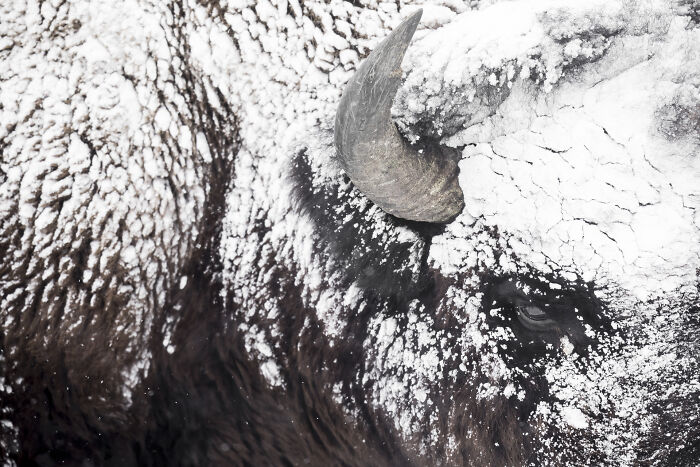 30 Breathtaking Wildlife Photos Captured By Michel d’Oultremont 30 Breathtaking Wildlife Photos Captured By Michel d’Oultremont