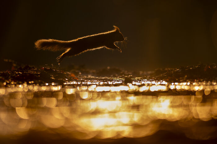 30 Breathtaking Wildlife Photos Captured By Michel d’Oultremont 30 Breathtaking Wildlife Photos Captured By Michel d’Oultremont