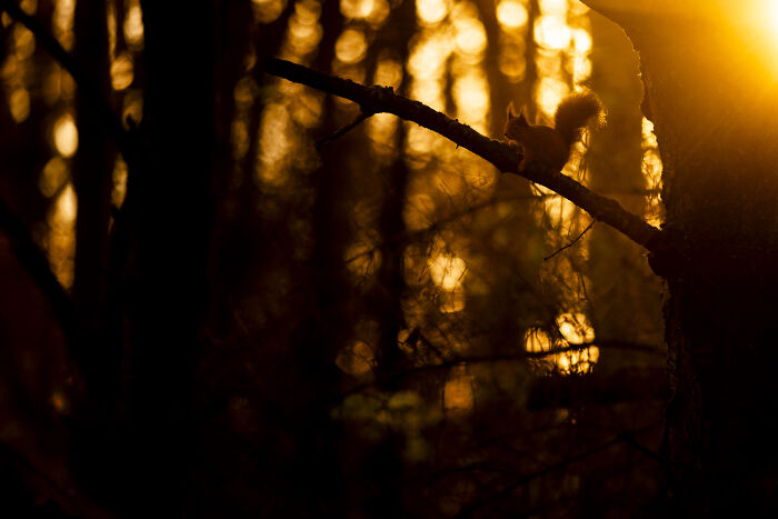 30 Breathtaking Wildlife Photos Captured By Michel d’Oultremont 30 Breathtaking Wildlife Photos Captured By Michel d’Oultremont