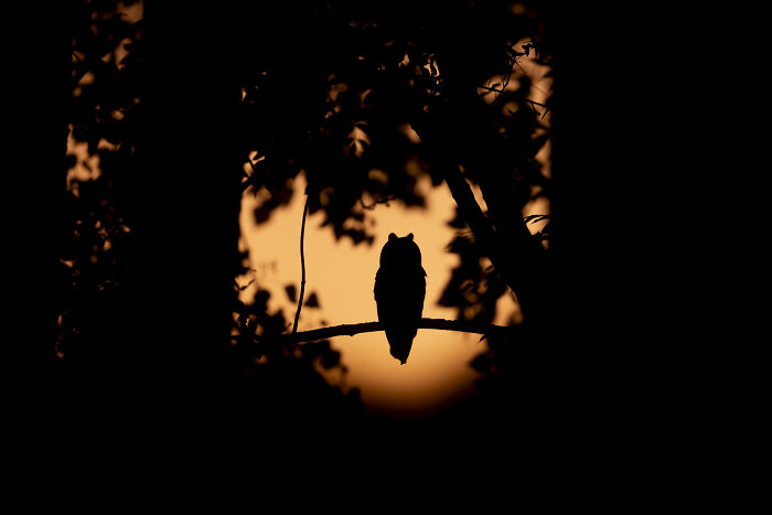 30 Breathtaking Wildlife Photos Captured By Michel d’Oultremont 30 Breathtaking Wildlife Photos Captured By Michel d’Oultremont