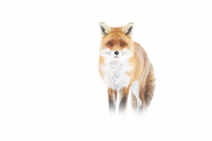 30 Breathtaking Wildlife Photos Captured By Michel d’Oultremont 30 Breathtaking Wildlife Photos Captured By Michel d’Oultremont