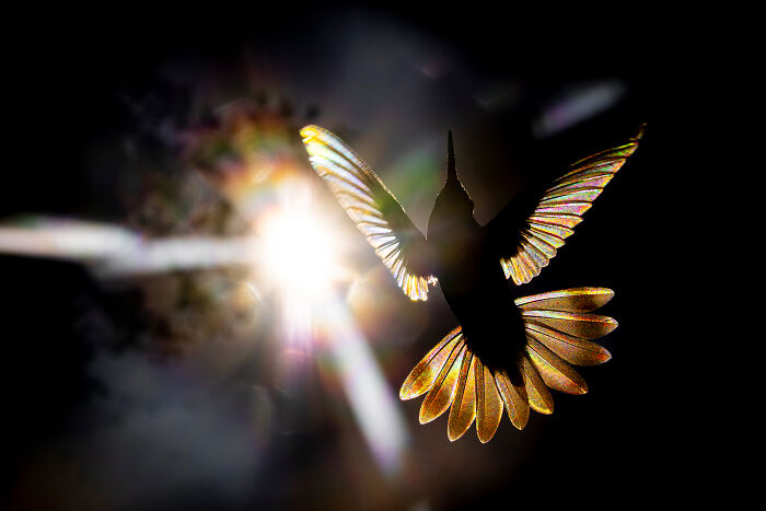 30 Breathtaking Wildlife Photos Captured By Michel d’Oultremont 30 Breathtaking Wildlife Photos Captured By Michel d’Oultremont