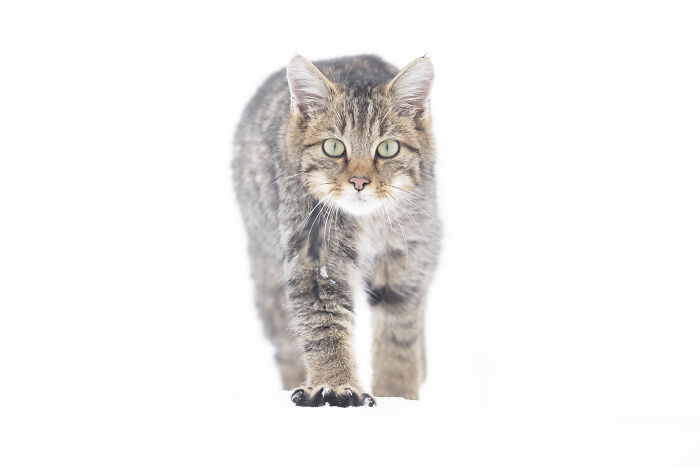 30 Breathtaking Wildlife Photos Captured By Michel d’Oultremont 30 Breathtaking Wildlife Photos Captured By Michel d’Oultremont