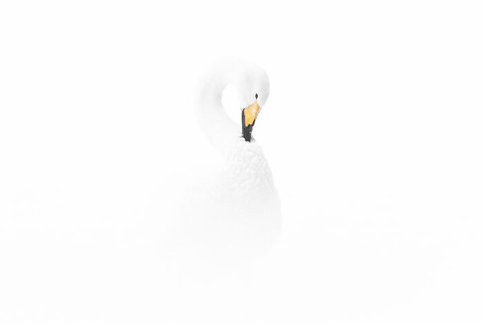 30 Breathtaking Wildlife Photos Captured By Michel d’Oultremont 30 Breathtaking Wildlife Photos Captured By Michel d’Oultremont