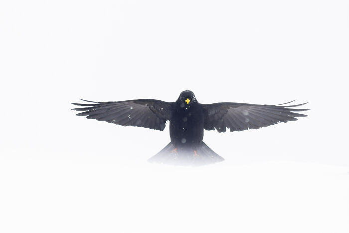 30 Breathtaking Wildlife Photos Captured By Michel d’Oultremont 30 Breathtaking Wildlife Photos Captured By Michel d’Oultremont