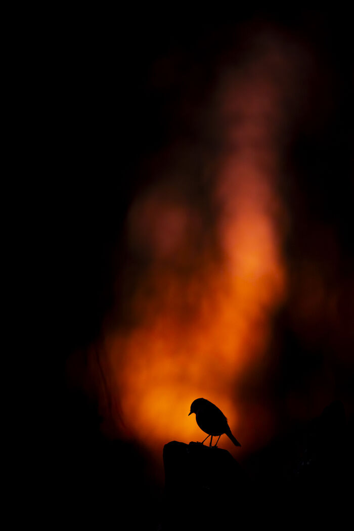 30 Breathtaking Wildlife Photos Captured By Michel d’Oultremont 30 Breathtaking Wildlife Photos Captured By Michel d’Oultremont