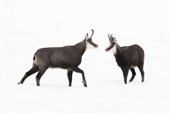 30 Breathtaking Wildlife Photos Captured By Michel d’Oultremont 30 Breathtaking Wildlife Photos Captured By Michel d’Oultremont