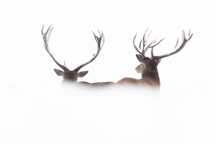 30 Breathtaking Wildlife Photos Captured By Michel d’Oultremont 30 Breathtaking Wildlife Photos Captured By Michel d’Oultremont