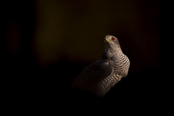 30 Breathtaking Wildlife Photos Captured By Michel d’Oultremont 30 Breathtaking Wildlife Photos Captured By Michel d’Oultremont