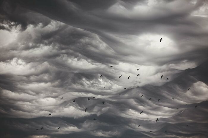 30 Breathtaking Wildlife Photos Captured By Michel d’Oultremont 30 Breathtaking Wildlife Photos Captured By Michel d’Oultremont