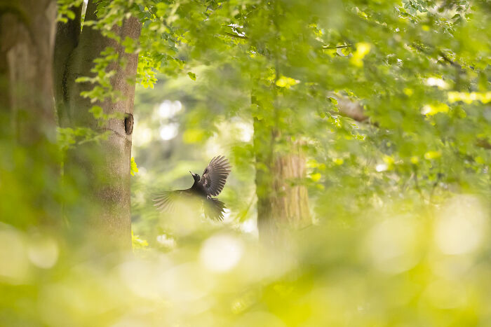 30 Breathtaking Wildlife Photos Captured By Michel d’Oultremont 30 Breathtaking Wildlife Photos Captured By Michel d’Oultremont