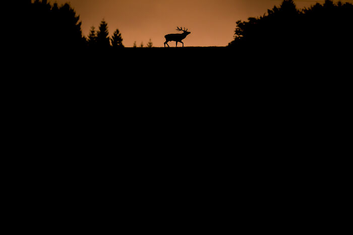 30 Breathtaking Wildlife Photos Captured By Michel d’Oultremont 30 Breathtaking Wildlife Photos Captured By Michel d’Oultremont