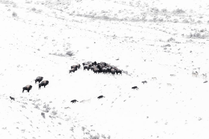30 Breathtaking Wildlife Photos Captured By Michel d’Oultremont 30 Breathtaking Wildlife Photos Captured By Michel d’Oultremont