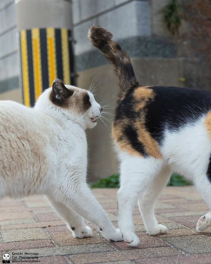 This Photographer Captured Exactly Why Cats Are So Endlessly Entertaining (61 Pics)