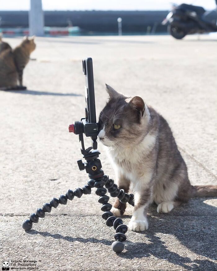 This Photographer Captured Exactly Why Cats Are So Endlessly Entertaining (61 Pics)