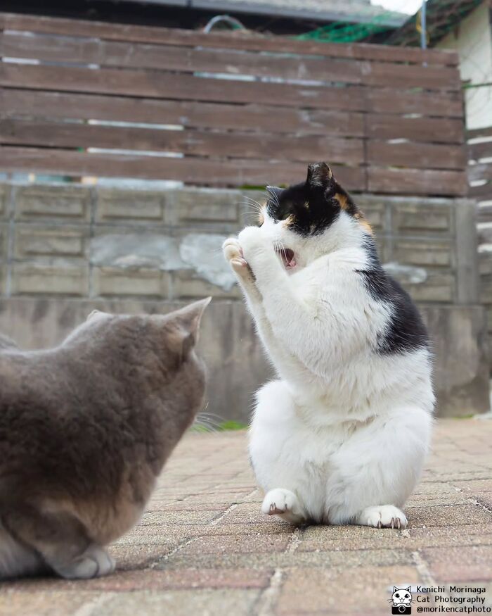 This Photographer Captured Exactly Why Cats Are So Endlessly Entertaining (61 Pics)