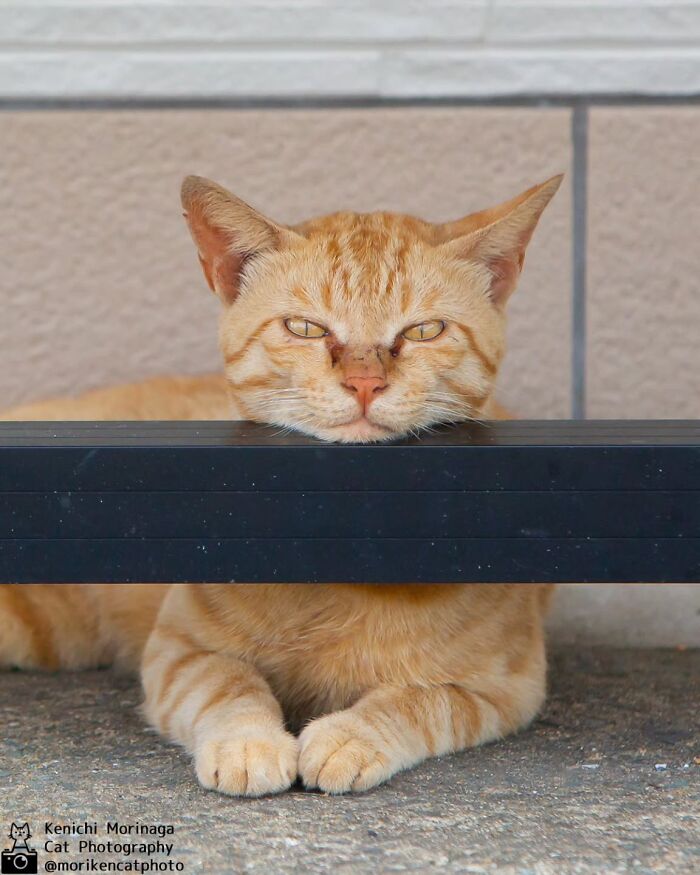 This Photographer Captured Exactly Why Cats Are So Endlessly Entertaining (61 Pics)