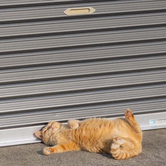 This Photographer Captured Exactly Why Cats Are So Endlessly Entertaining (61 Pics)