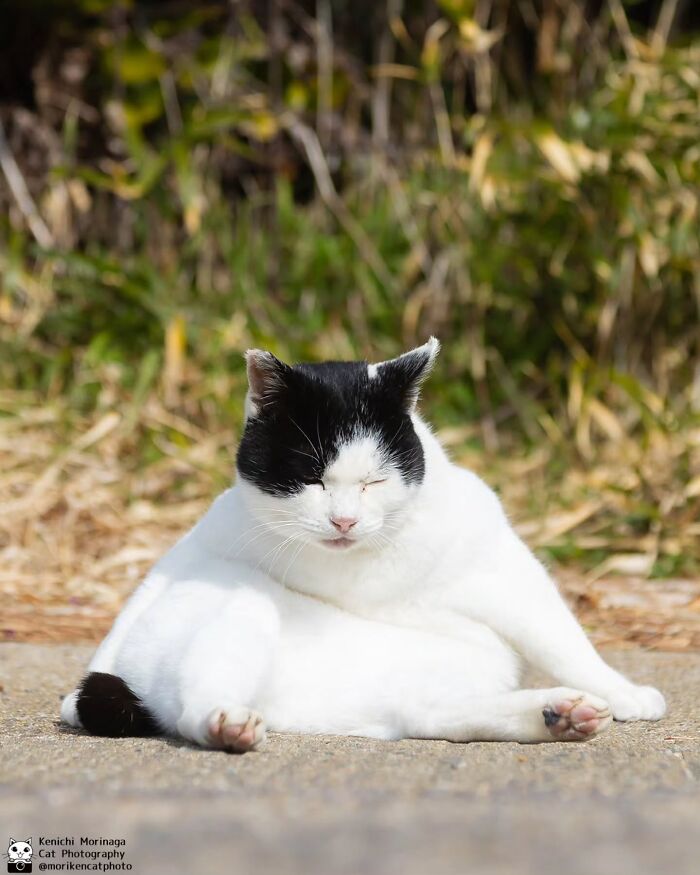 This Photographer Captured Exactly Why Cats Are So Endlessly Entertaining (61 Pics)