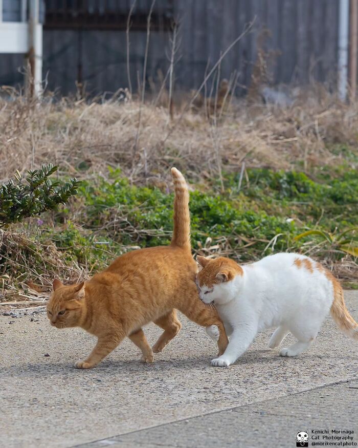 This Photographer Captured Exactly Why Cats Are So Endlessly Entertaining (61 Pics)