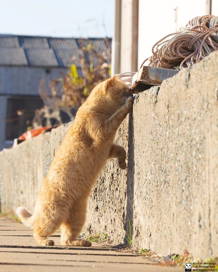 This Photographer Captured Exactly Why Cats Are So Endlessly Entertaining (61 Pics)