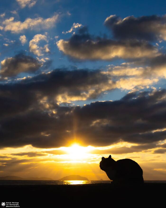 This Photographer Captured Exactly Why Cats Are So Endlessly Entertaining (61 Pics)