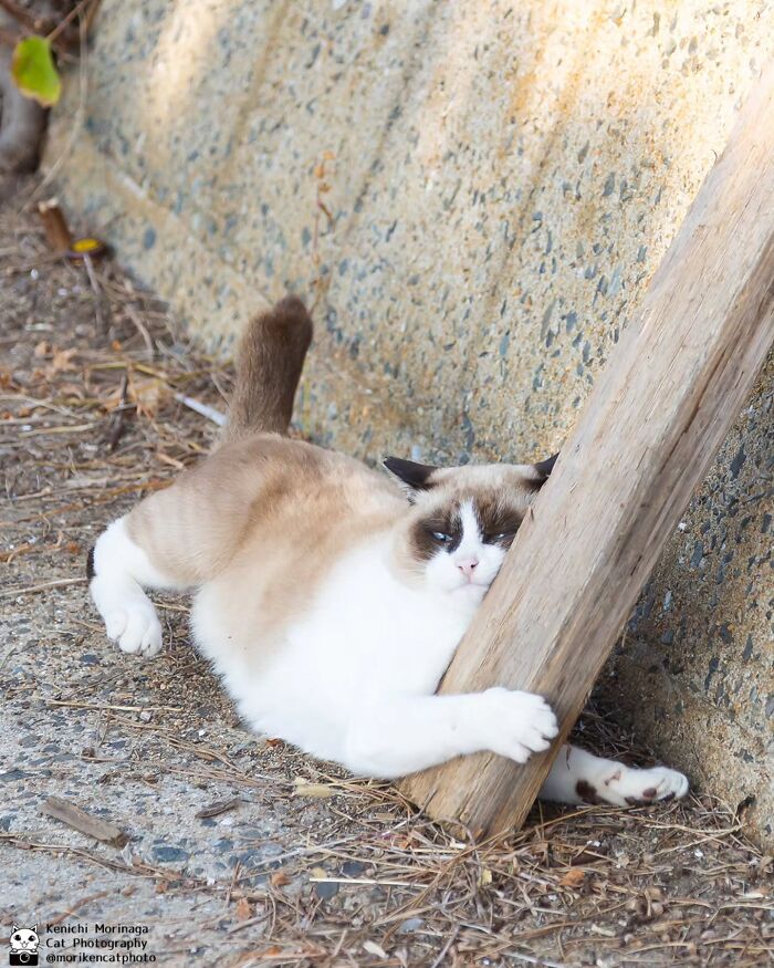 This Photographer Captured Exactly Why Cats Are So Endlessly Entertaining (61 Pics)