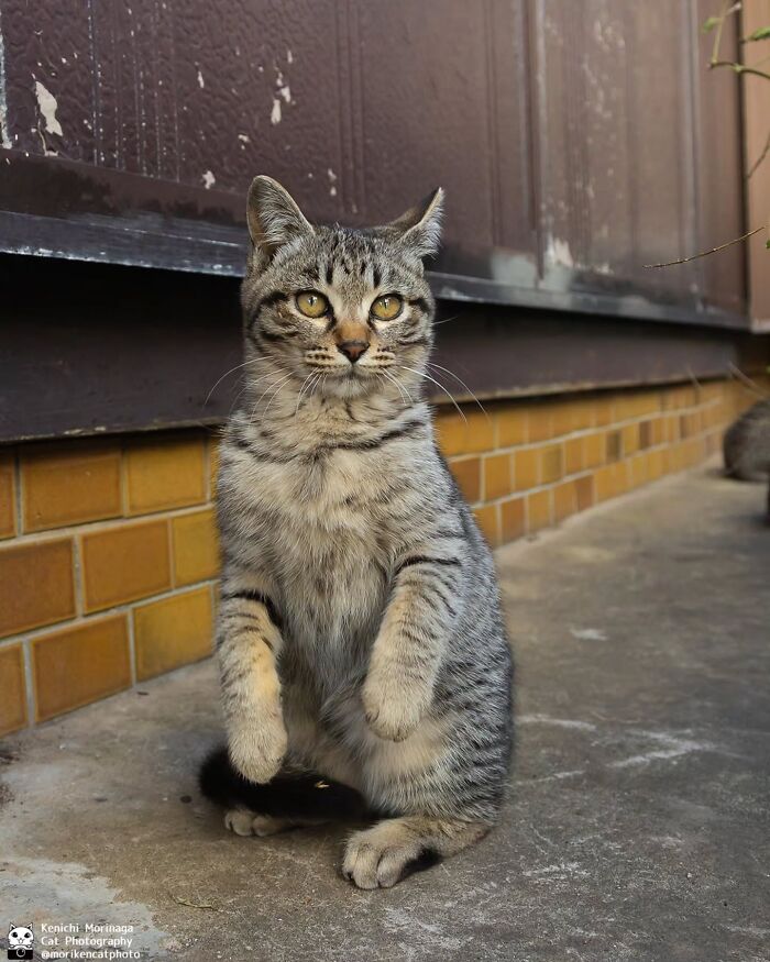 This Photographer Captured Exactly Why Cats Are So Endlessly Entertaining (61 Pics)